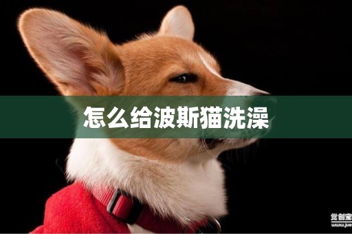怎么給波斯貓洗澡