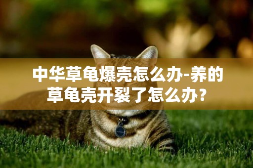 中華草龜爆殼怎么辦-養的草龜殼開裂了怎么辦？