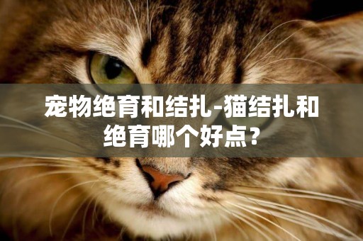 寵物絕育和結扎-貓結扎和絕育哪個好點？
