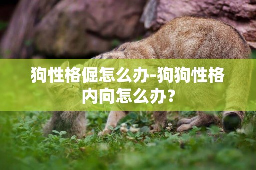 狗性格倔怎么辦-狗狗性格內向怎么辦？