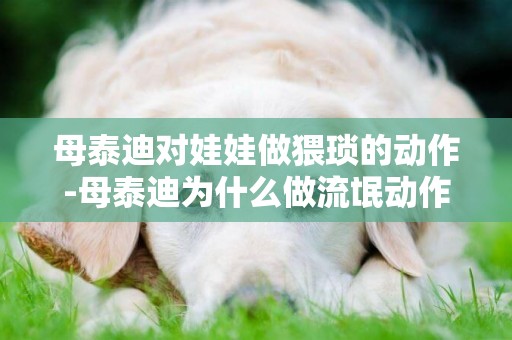 母泰迪對娃娃做猥瑣的動作-母泰迪為什么做流氓動作？