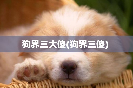 狗界三大傻(狗界三傻) 