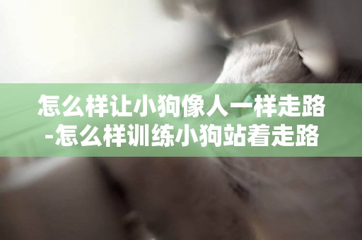 怎么樣讓小狗像人一樣走路-怎么樣訓練小狗站著走路？