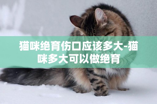 貓咪絕育傷口應該多大-貓咪多大可以做絕育