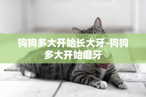 狗狗多大開始長大牙-狗狗多大開始磨牙