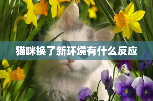 貓咪換了新環境有什么反應