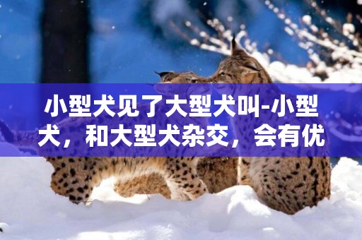 小型犬見了大型犬叫-小型犬，和大型犬雜交，會有優良后代嗎？