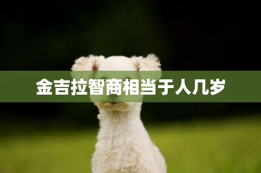 金吉拉智商相當于人幾歲