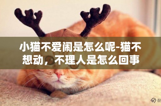 小貓不愛鬧是怎么呢-貓不想動，不理人是怎么回事