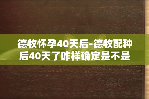 德牧懷孕40天后-德牧配種后40天了咋樣確定是不是懷孕