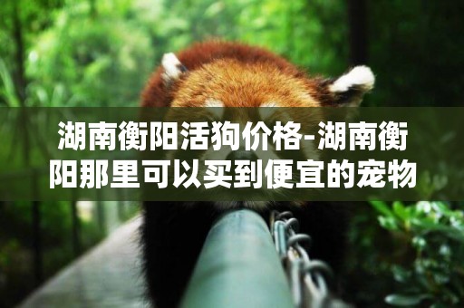 湖南衡陽活狗價格-湖南衡陽那里可以買到便宜的寵物狗？