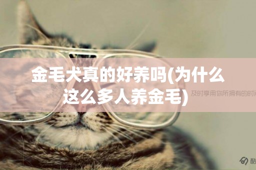 金毛犬真的好養嗎(為什么這么多人養金毛) 