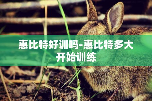 惠比特好訓嗎-惠比特多大開始訓練