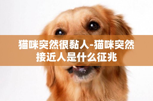 貓咪突然很黏人-貓咪突然接近人是什么征兆