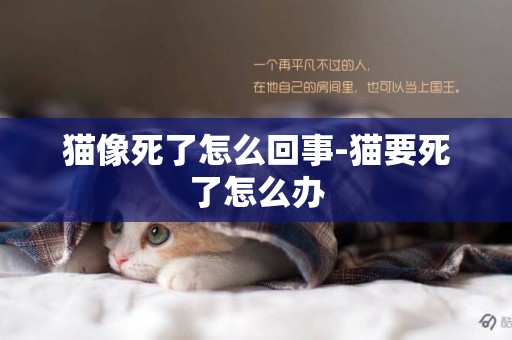 貓像死了怎么回事-貓要死了怎么辦