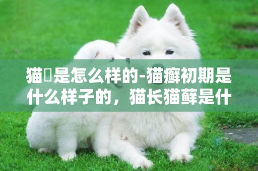 貓廯是怎么樣的-貓癬初期是什么樣子的，貓長貓蘚是什么樣子