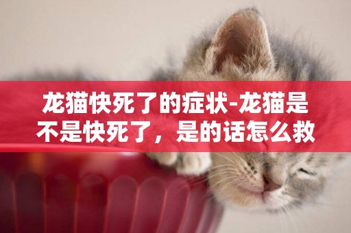龍貓快死了的癥狀-龍貓是不是快死了，是的話怎么救