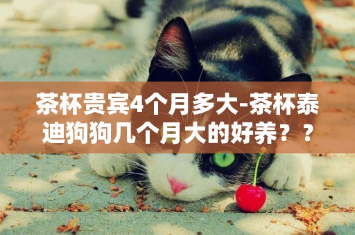 茶杯貴賓4個月多大-茶杯泰迪狗狗幾個月大的好養？？