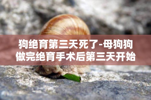 狗絕育第三天死了-母狗狗做完絕育手術后第三天開始尿失禁！急急急！！！