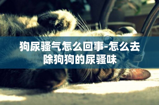 狗尿騷氣怎么回事-怎么去除狗狗的尿騷味