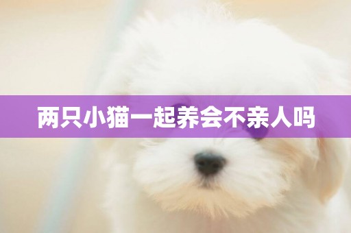 兩只小貓一起養會不親人嗎