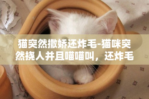 貓突然撒嬌還炸毛-貓咪突然撓人并且喵喵叫，還炸毛怎么回事？