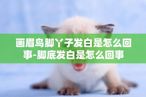 畫眉鳥腳丫子發白是怎么回事-腳底發白是怎么回事