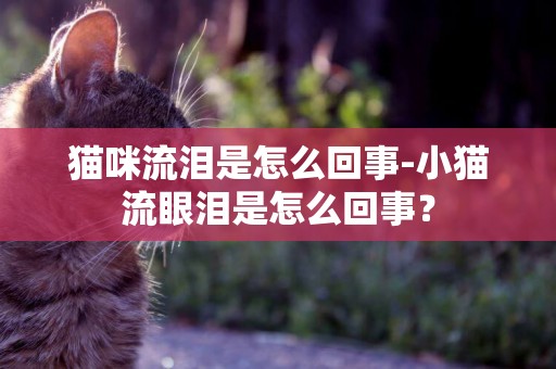 貓咪流淚是怎么回事-小貓流眼淚是怎么回事？