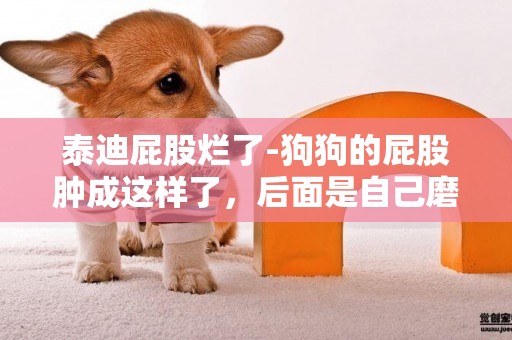 泰迪屁股爛了-狗狗的屁股腫成這樣了，后面是自己磨破了