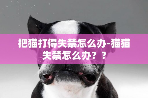 把貓打得失禁怎么辦-貓貓失禁怎么辦？？