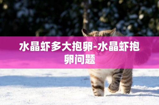 水晶蝦多大抱卵-水晶蝦抱卵問題