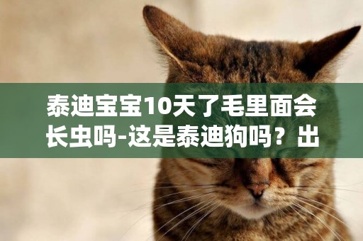 泰迪寶寶10天了毛里面會長蟲嗎-這是泰迪狗嗎？出生二十多天了毛還不是老卷？