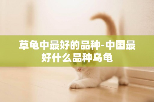 草龜中最好的品種-中國最好什么品種烏龜
