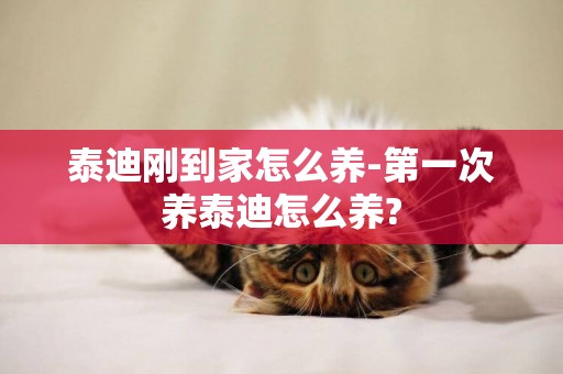 泰迪剛到家怎么養-第一次養泰迪怎么養?