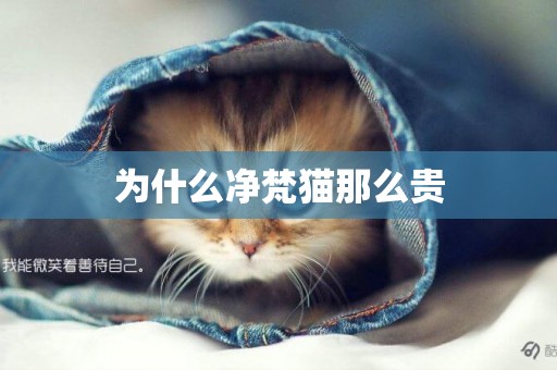 為什么凈梵貓那么貴