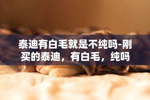泰迪有白毛就是不純嗎-剛買的泰迪，有白毛，純嗎