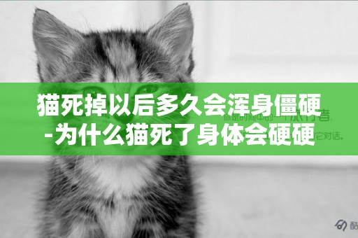 貓死掉以后多久會渾身僵硬-為什么貓死了身體會硬硬的