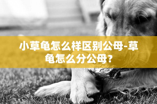 小草龜怎么樣區別公母-草龜怎么分公母？