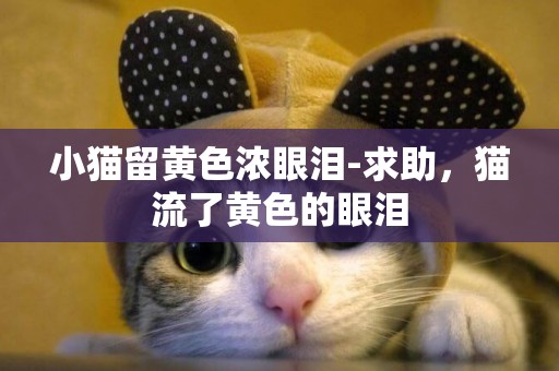 小貓留黃色濃眼淚-求助，貓流了黃色的眼淚