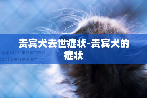 貴賓犬去世癥狀-貴賓犬的癥狀