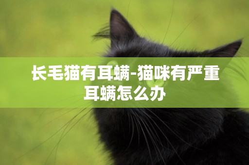 長毛貓有耳螨-貓咪有嚴重耳螨怎么辦