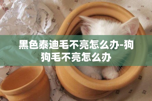 黑色泰迪毛不亮怎么辦-狗狗毛不亮怎么辦