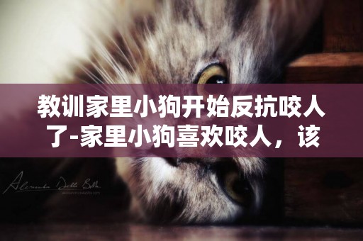 教訓家里小狗開始反抗咬人了-家里小狗喜歡咬人，該怎么訓呢？