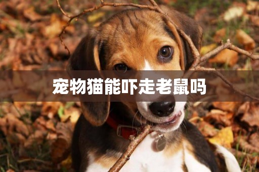寵物貓能嚇走老鼠嗎