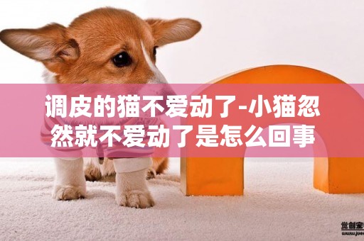 調皮的貓不愛動了-小貓忽然就不愛動了是怎么回事