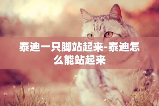 泰迪一只腳站起來-泰迪怎么能站起來