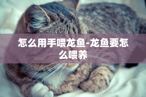 怎么用手喂龍魚-龍魚要怎么喂養