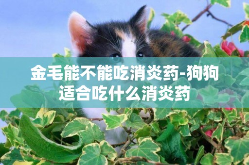 金毛能不能吃消炎藥-狗狗適合吃什么消炎藥