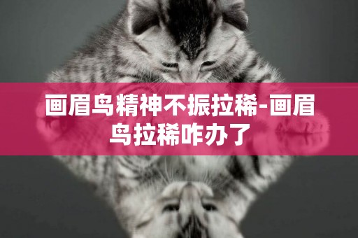 畫眉鳥精神不振拉稀-畫眉鳥拉稀咋辦了