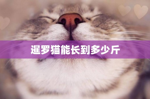 暹羅貓能長到多少斤